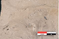 Foto (Detailansicht) von Ficus tenuinervis Ettingshausen (NHMW-GEO-2024-0188-7984)